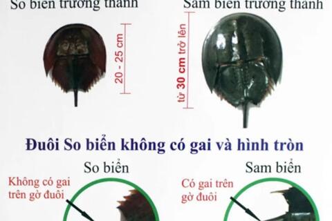 Phòng ngừa ngộ độc thực phẩm do ăn động, thực vật  có chứa độc tố tự nhiên