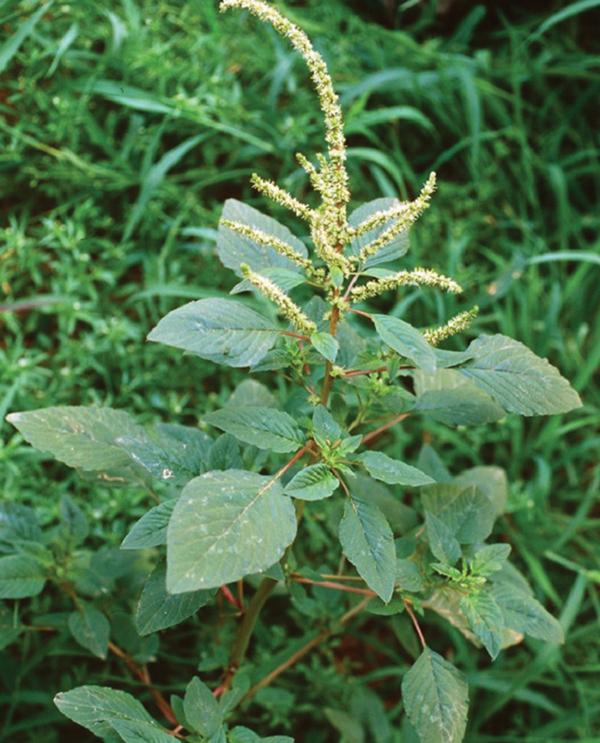 Rau dền gai chữa viêm họng