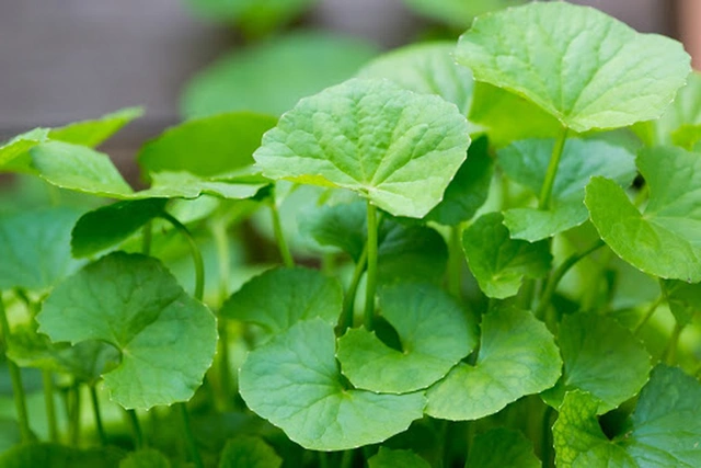 Thuốc nam chữa cảm nắng trong mùa hè- Ảnh 1.