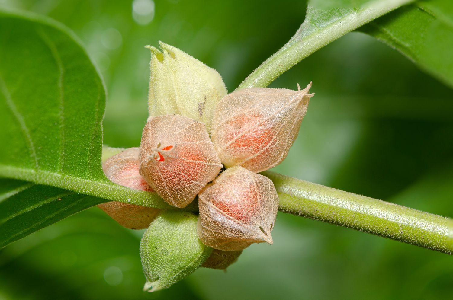 6 loại thực phẩm bổ sung có thể gây tổn thương gan - Ảnh 3.